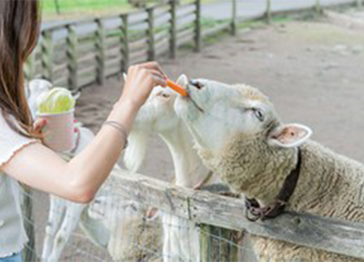 伊香保グリーン牧場で動物とふれあい